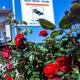 Affittacamere delle rose, Roseto Capo Spulico (foto 3)