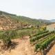 Cottage Douro Vallée, Espinhosa (fotografie 7)
