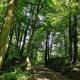 Forest paradise, Koprivnica (photo 6)