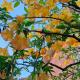 Varigotti Tropical Garden - full floor apartment, Varigotti (fotografie 8)
