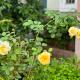 Do River Homestay, Hội An - Photo 9