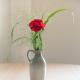 Dianthus Apartment
