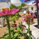 Trullo Nonna Rosa, Antonelli (zdjęcie 9)