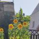 Trullo Nonna Rosa, Antonelli (zdjęcie 8)