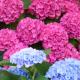 Les Hortensias, Sangatte (Foto 4)