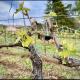 Donna Vittori - Borgo Agricolo, Paliano (photo 10)