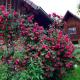 Rosenhof Broggingen, Herbolzheim - Foto 3