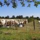 Relax in this privately located farmhouse, Cossaye (Foto 7)