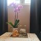 Crown Guesthouse Amsterdam, Amsterdam (photo 2)