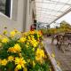Swing & Pillows - Golden Lodge Tanah Rata, Cameron Highland, Tanah Rata (fotografie 9)