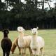 The Maple Lodge with Alpacas, Goats, Boars, Ducks & Chickens Farm Stay with Outdoor Pizza Oven, Robertson (photo 10)