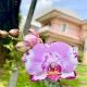 Flower House Villa, Bogor