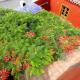 Rural house with traditional architecture S. XIX, Santa Cruz de Tenerife (fotografie 4)