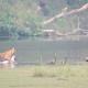 Babai Resort Pvt Ltd, Bardia (foto 6)