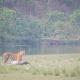 Babai Resort Pvt Ltd, Bardia (foto 5)
