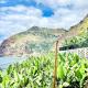 Apartment Paulo by Your Madeira Rentals, Ponta do Sol (fotografie 9)
