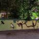 Jungleview Home Stay, Idukki - Photo 3
