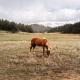 New! Adorable Cabin in Colorado National Forest, Lake George