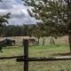New! Adorable Cabin in Colorado National Forest, Lake George (fotografie 8)