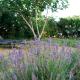 Lokunja Bed&Breakfast, Pag (photo 8)