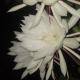 Karleta Homestay, Ruteng (fotografie 2)