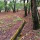 FINCA LA LISERILLA, Galaroza (Foto 6)