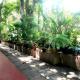 Palitha Homestay, Sigiriya (Foto 4)