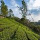 Eterno Camellia & Elettaria Resort with Pool, Munnar (foto 10)
