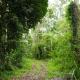 Mystic Trees, Kumily, Thekkady - Fotografie 7