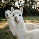 The Maple Lodge with Alpacas, Goats, Boars, Ducks & Chickens Farm Stay with Outdoor Pizza Oven, Robertson