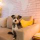 Locar-in Gramado - Onze-1 /Pet Friendly, Gramado - Fotografie 6