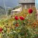 WildFlower, Tosh - Foto 2