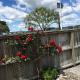 Strand Motel, Tauranga (photo 2)