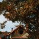 Abant Cozy Homes, Bolu (zdjęcie 10)