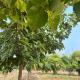 Gypsy Stays- Aakhet Farms, Beohāri - Foto 4