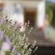 Pension Gulla - Ferienhaus Appartements B&B, Neustift im Stubaital (zdjęcie 3)