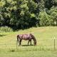 The Ranch in Mt Airy, Mount Airy (zdjęcie 6)