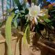 Pousada Wit, Palmeira - 写真 7