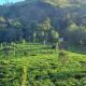 Tea Dale - All rooms with Tea Estate view Munnar - Fotografie 3
