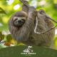 coati del arenal posada, Фортуна - Фото 9