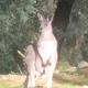 Kookaburra Lodge, Loch Sport (foto 6)