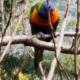 Kookaburra Lodge, Loch Sport (foto 10)