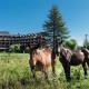 Puigcerda Park Hotel, Puigcerdà (photo 6)