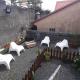 Hauts Carpediem, La Plaine des Cafres - Photo 8
