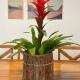 Casa Jabuticaba a 5 min dos Thermas e Hot Beach, 奥林匹亚 - 照片 3