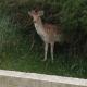 Villa Zuidwest 6, Garden, Dunes & Free parking, Zandvoort (photo 4)
