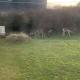 Villa Zuidwest 6, Garden, Dunes & Free parking, Zandvoort (photo 5)