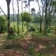 Johnson's Fruit Garden, Meenangadi - 写真 6