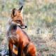 The Cozy Fox Cabin, Livermore (foto 4)