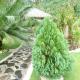 Rops Location Huahine, Parea (fotografie 10)
